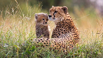 Mama cheetah and her cub.