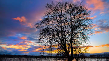 The sun sets behind a tree on Rond Road and Peltier Road in Thornton on Mar. 14, 2023.