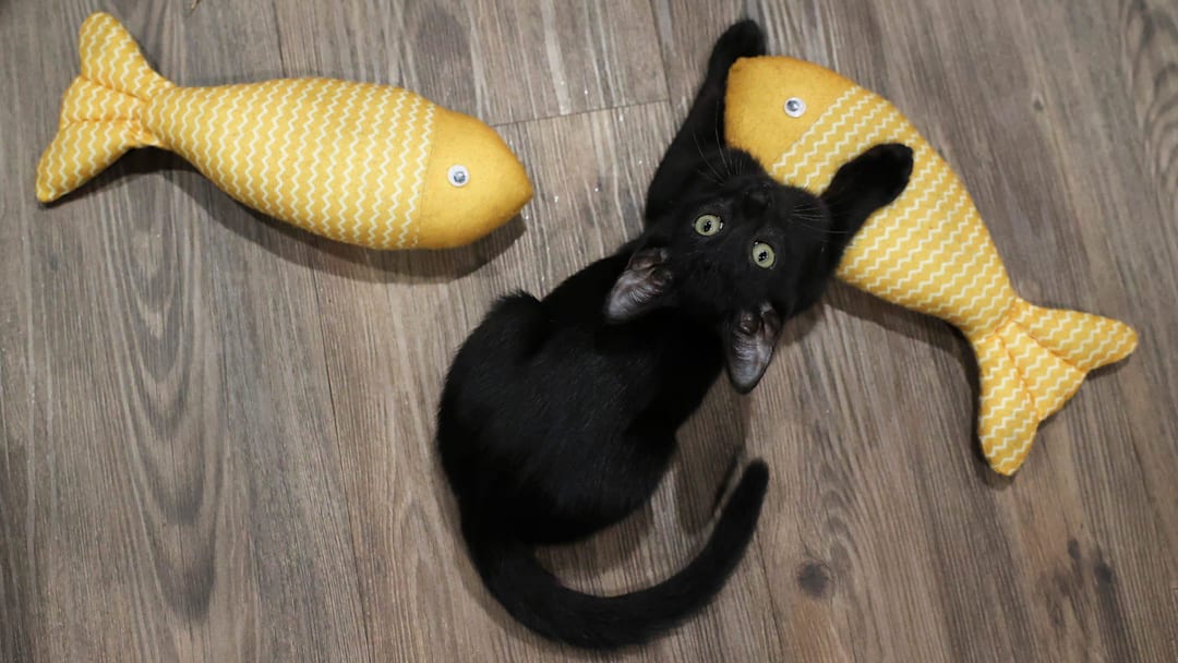 Visitors play with adoptable kittens, have a bite from the menu or order coffee at Kitty Cup Cat Cafe on Thursday, June 13, 2024, at 1461 S.W. Gatlin Blvd. in Port St. Lucie. The city's first cat cafe opened at the beginning of June. Owner Melony Zaravelis said 15 kittens were adopted in the first eight days of opening. The cafe partners with the Humane Society of the Treasure Coast and the Humane Society of Saint Lucie County.