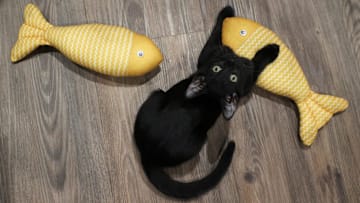 Visitors play with adoptable kittens, have a bite from the menu or order coffee at Kitty Cup Cat Cafe on Thursday, June 13, 2024, at 1461 S.W. Gatlin Blvd. in Port St. Lucie. The city's first cat cafe opened at the beginning of June. Owner Melony Zaravelis said 15 kittens were adopted in the first eight days of opening. The cafe partners with the Humane Society of the Treasure Coast and the Humane Society of Saint Lucie County.