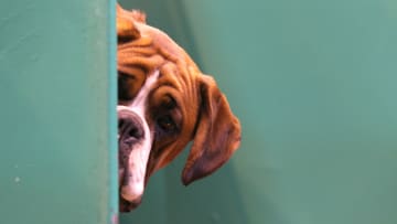 Dogs And Owners Gather For 2014 Crufts Dog Show