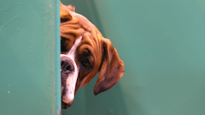 Dogs And Owners Gather For 2014 Crufts Dog Show Dogs And Owners Gather For 2014 Crufts Dog Show