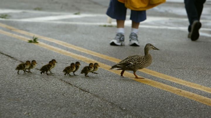 Ducklings Cross Street Ducklings Cross Street