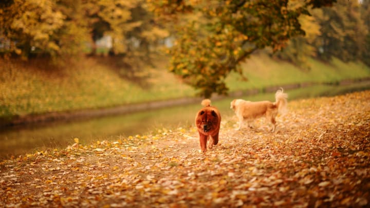 Autumn in Sarajevo