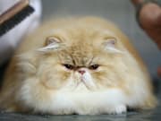 Animal Lovers Converge On Pet Fair