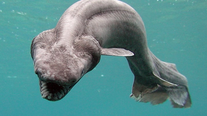 Frilled sharks are usually found in the deep ocean, but this one popped up in waters off Japan in 2007.