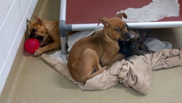 Animal Shelters Face Overcrowded Conditions Across The Nation