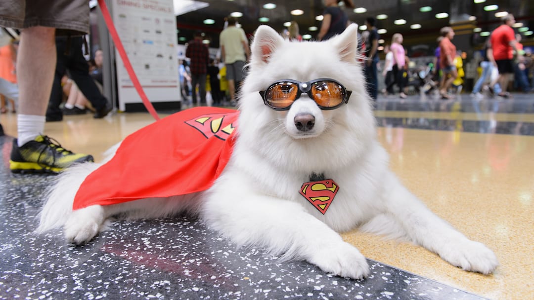 A dog cosplaying as Krypto. 