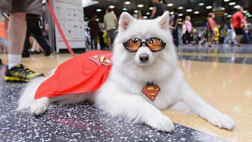 A dog cosplaying as Krypto. 