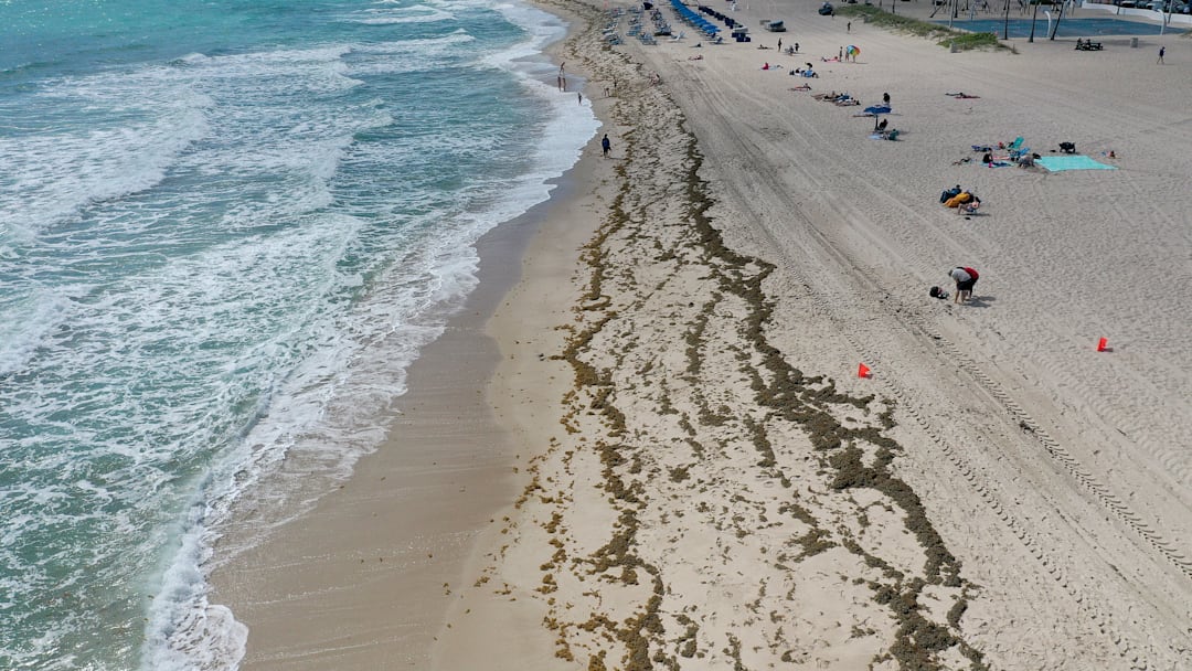 Large Algae Bloom In Atlantic Ocean Makes Way To Florida Beaches