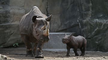 Zoolife lets you view animals live through your computer screen.