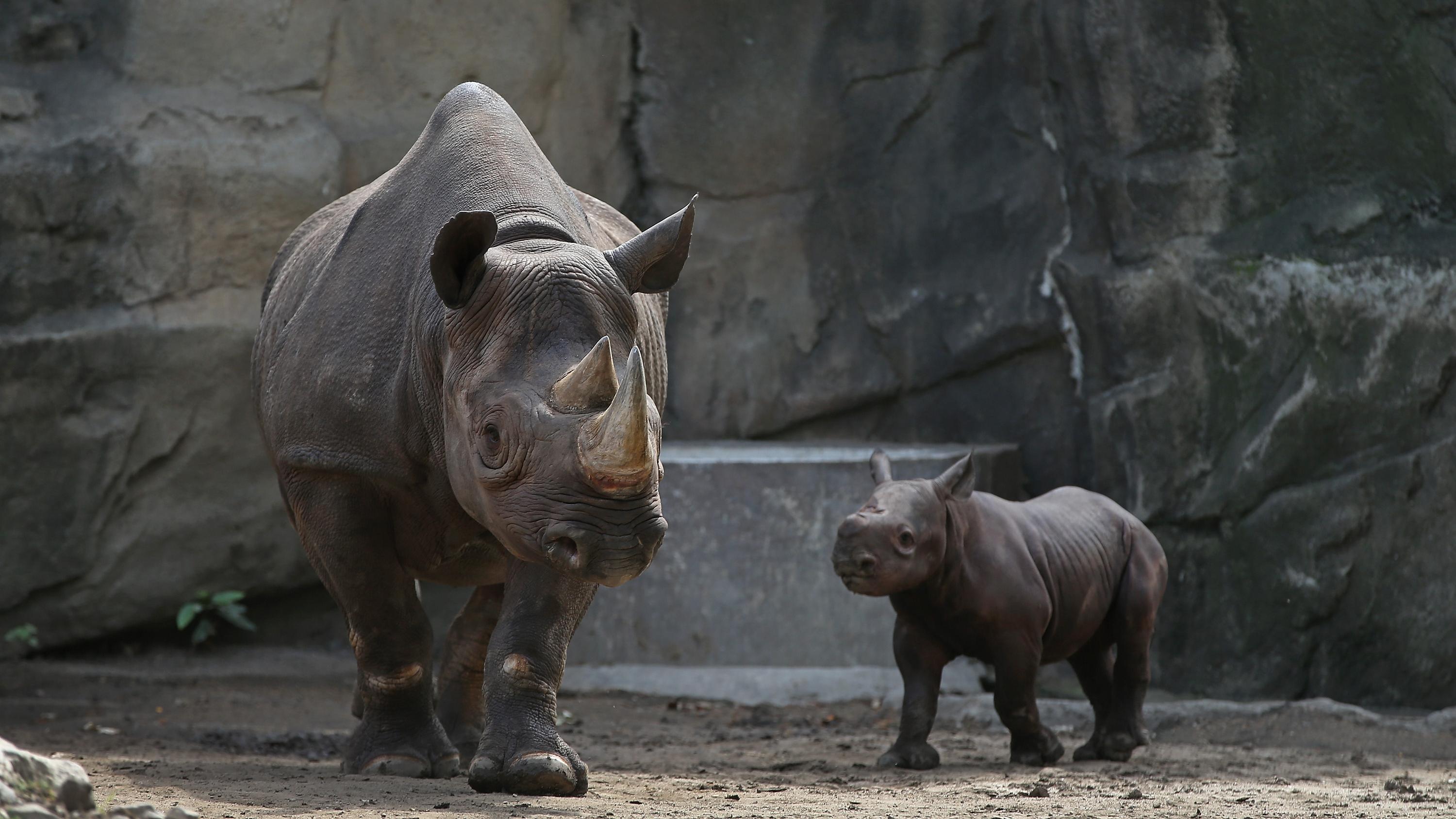 This Website Lets You View Animal Webcams From Over a Dozen Zoos