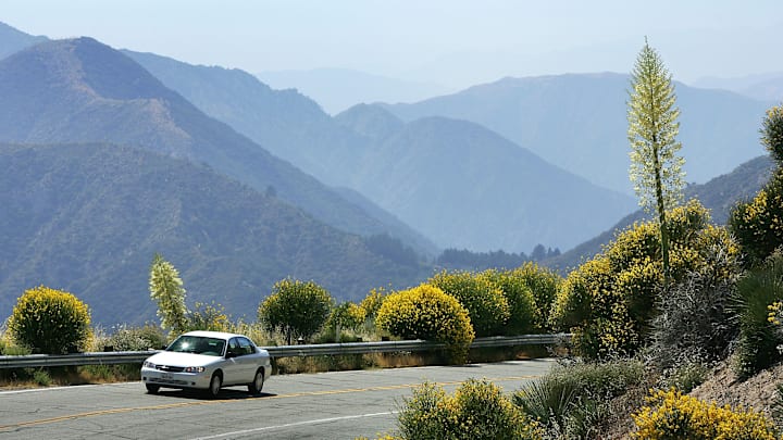Wildflowers Bloom On First Day Of Summer After Record Rainy Winter