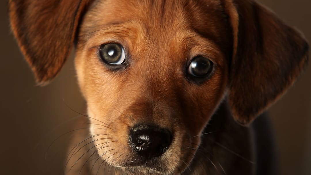 Animal Rescue Centres Feel The Strain After Christmas Pets Are Abandoned