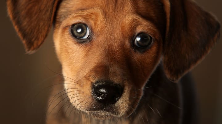 Animal Rescue Centres Feel The Strain After Christmas Pets Are Abandoned