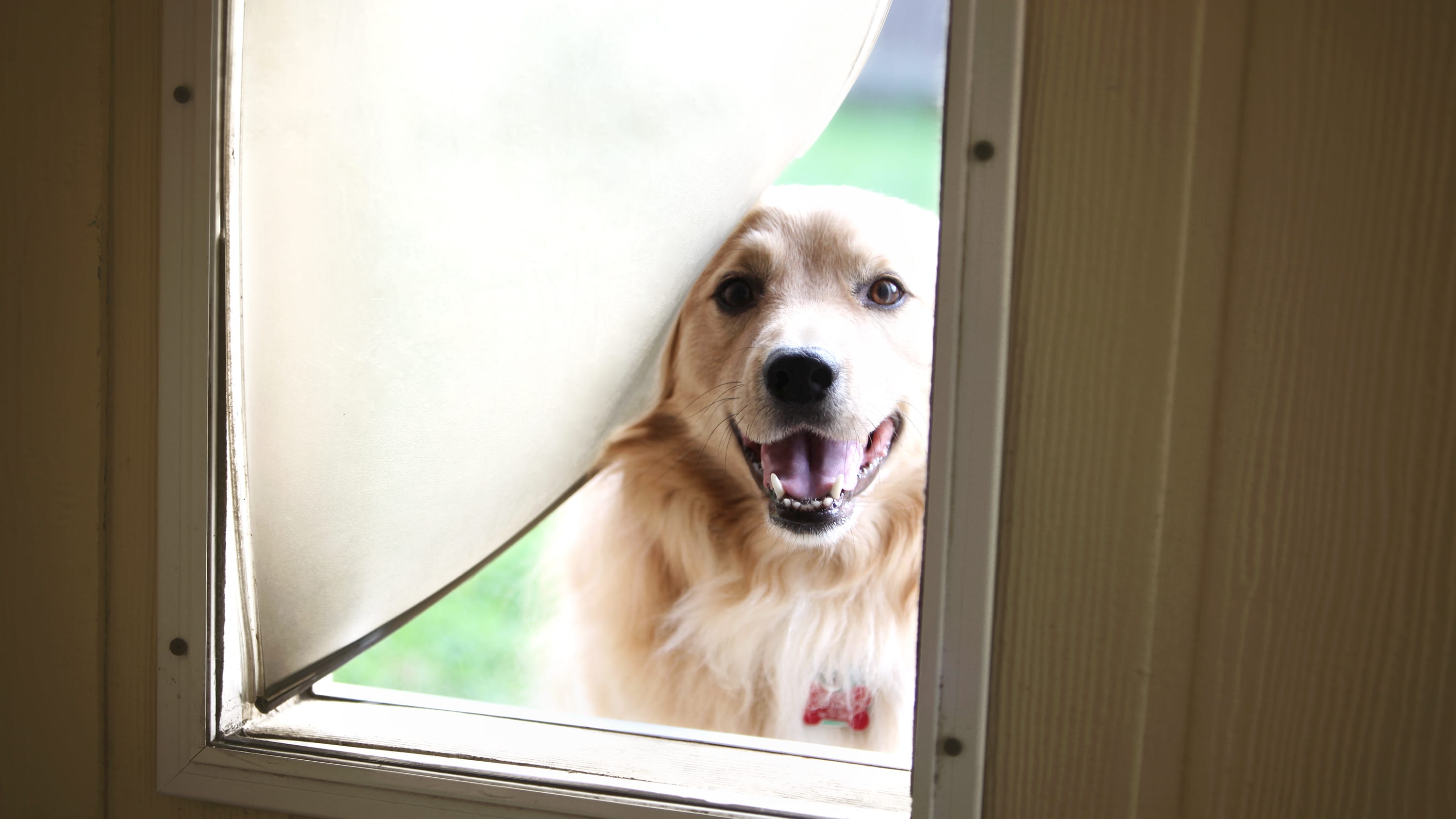 What to Know Before Buying a Dog Door