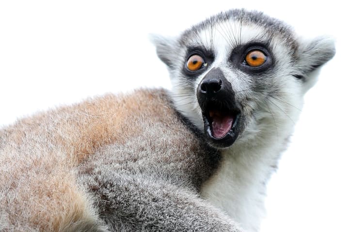 Bristol Zoo Welcomes Their New Baby Ring-Tailed Lemur