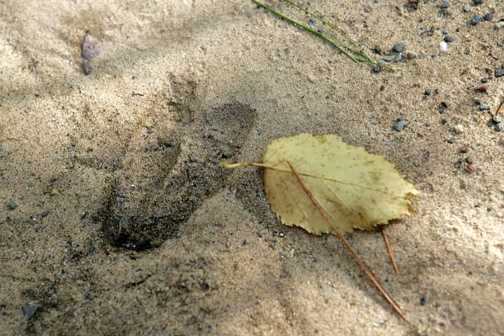 photo of a deer hoof print in the sand