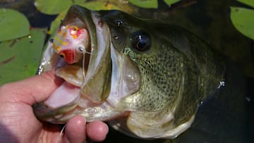 Find and fish the best lily pad beds for a quicker limit of largemouth bass.