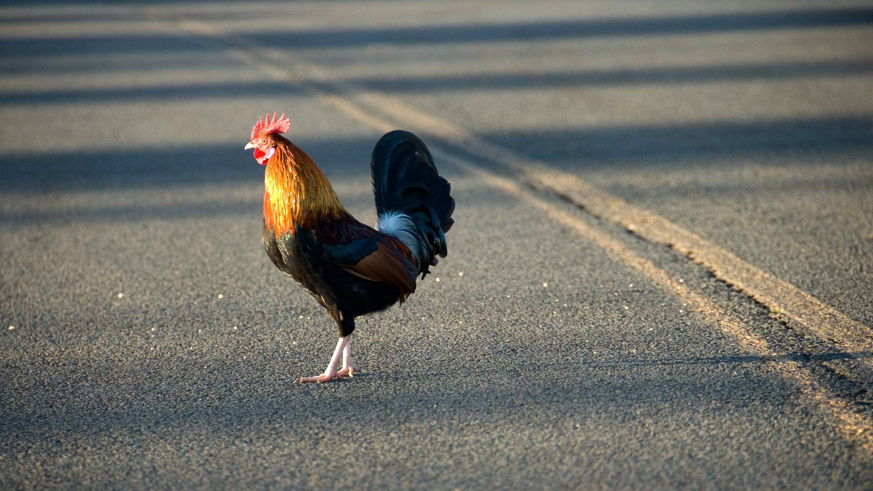 Why Did the Chicken Cross the Road? The History Behind the World's Most Famous Joke