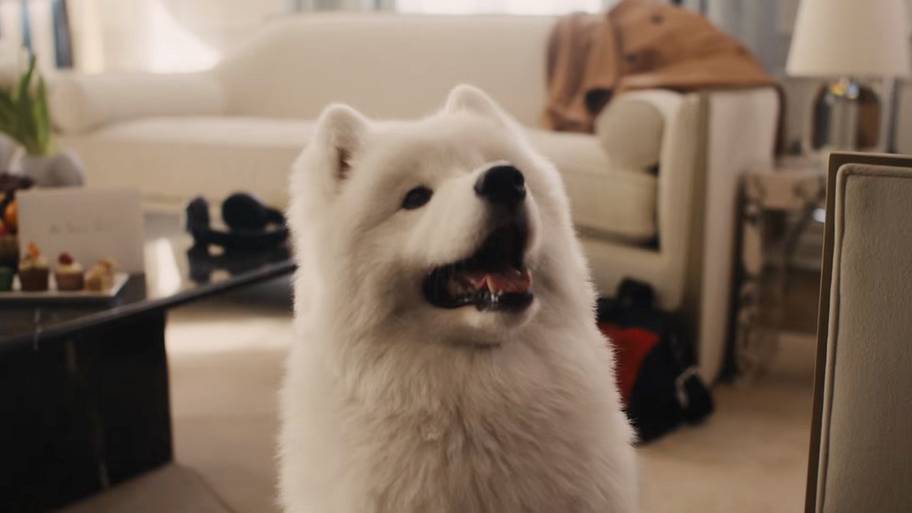 samoyed, white dog