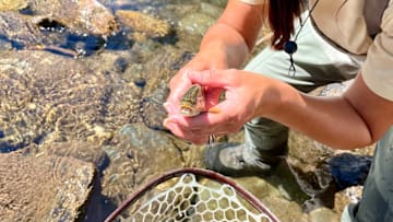 Face to face with a brook trout in August – likely on its way to spawn. 