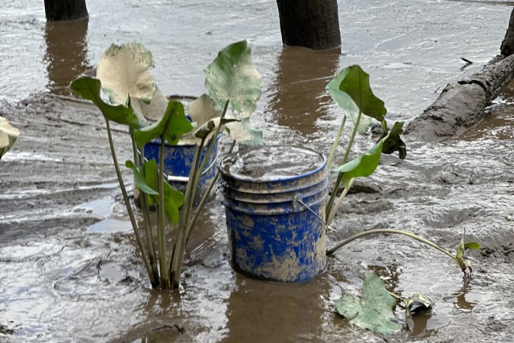 Two of Jim Bintliff’s plastic buckets sit in mud, harvested from a secret spot on the bank of a Delaware River tributary.