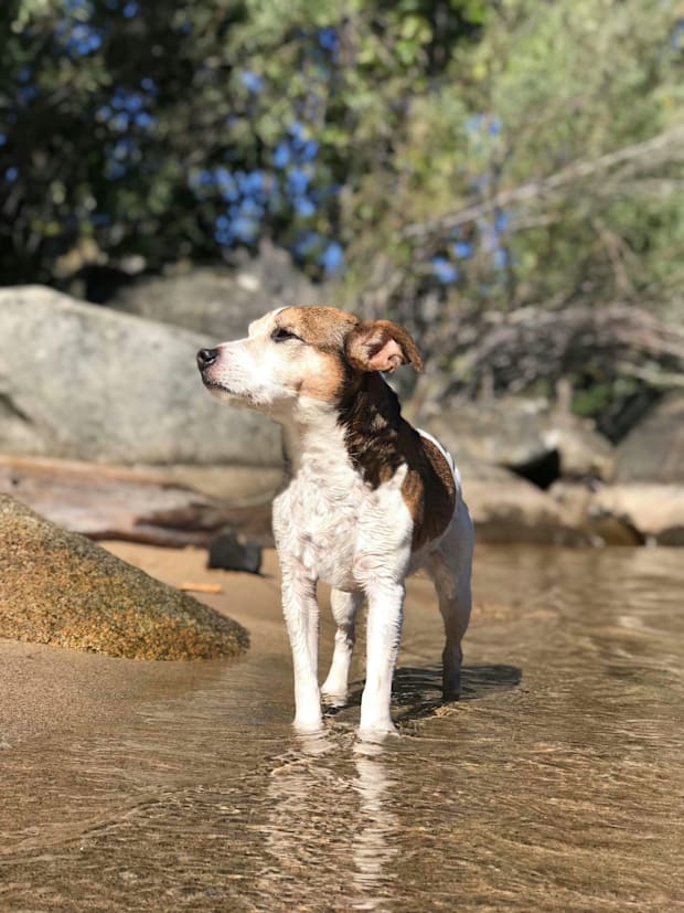 A Jack Russell Terrier standing in a stream