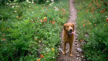 Dog on Trail in Snowmass Wilderness