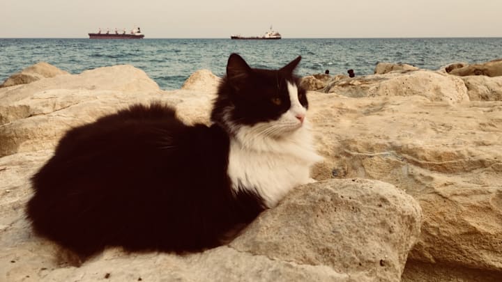 The cutest sailor ever.