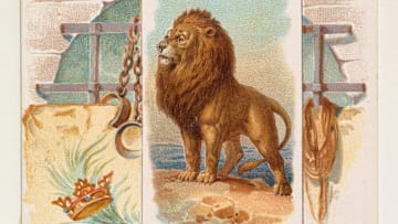 Lion
