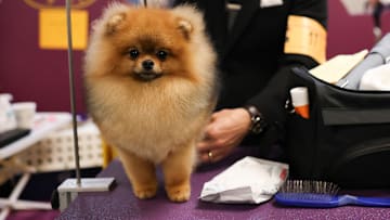 149th Annual Westminster Kennel Club Dog Show – Group Judging (Hound, Toy, Non-Sporting, Herding)