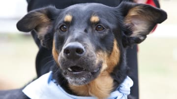 Beneful Kicks-Off Second $500,000 Dream Dog Park Renovation