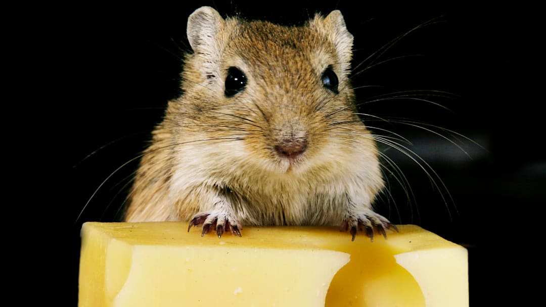 A mouse places its paws atop a block of Swiss cheese
