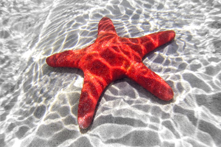 Red starfish on light sand