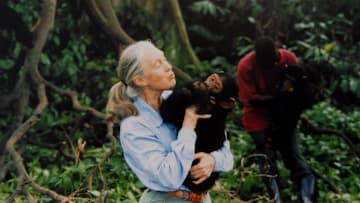 Jane Goodall.
