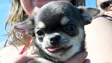 11th Annual Running Of The Chihuahuas