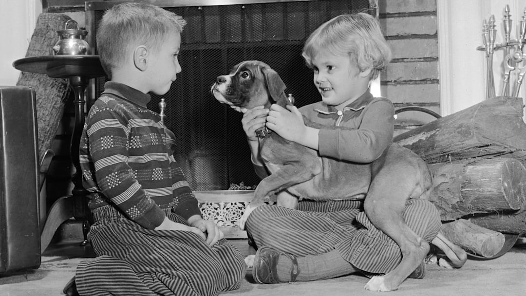 Children's Boxer