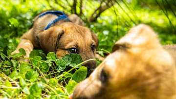 NSW Government Announces Crackdown On Illegal Puppy Factories