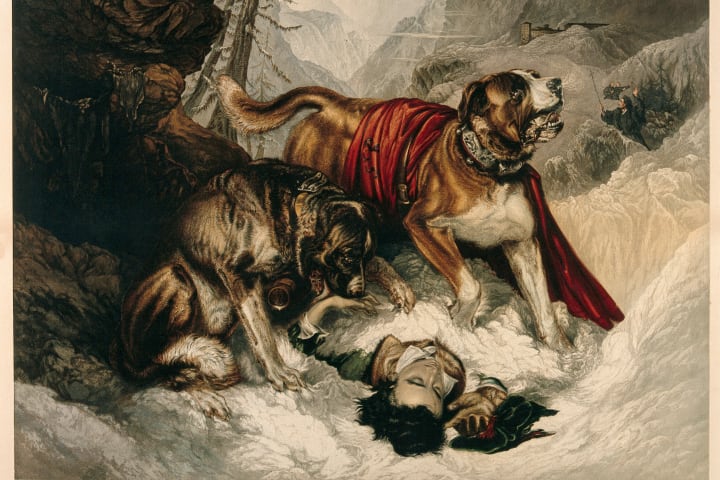 ‘Alpine Mastiffs Reanimating a Distressed Traveler.‘