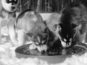 Husky Pups