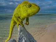 Amazing Furcifer oustaleti taking pose a the beach