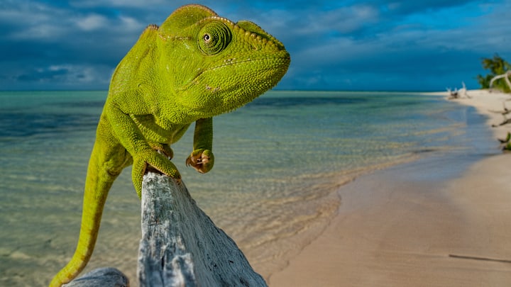 Amazing Furcifer oustaleti taking pose a the beach Amazing Furcifer oustaleti taking pose a the beach