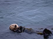 Sea Otter Floating With Kelp on Its Belly