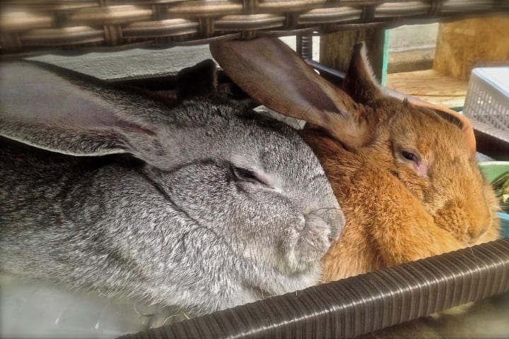 Two Flemish giant rabbits underneath a sofa. 