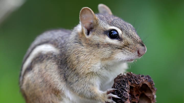 Archbishop Chapelle in Louisiana is the only high school in the country with Chipmunks as its mascot.