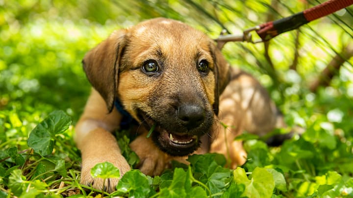 NSW Government Announces Crackdown On Illegal Puppy Factories