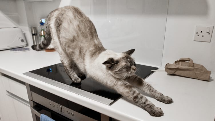 How to prevent a cat from jumping on the counter clearance