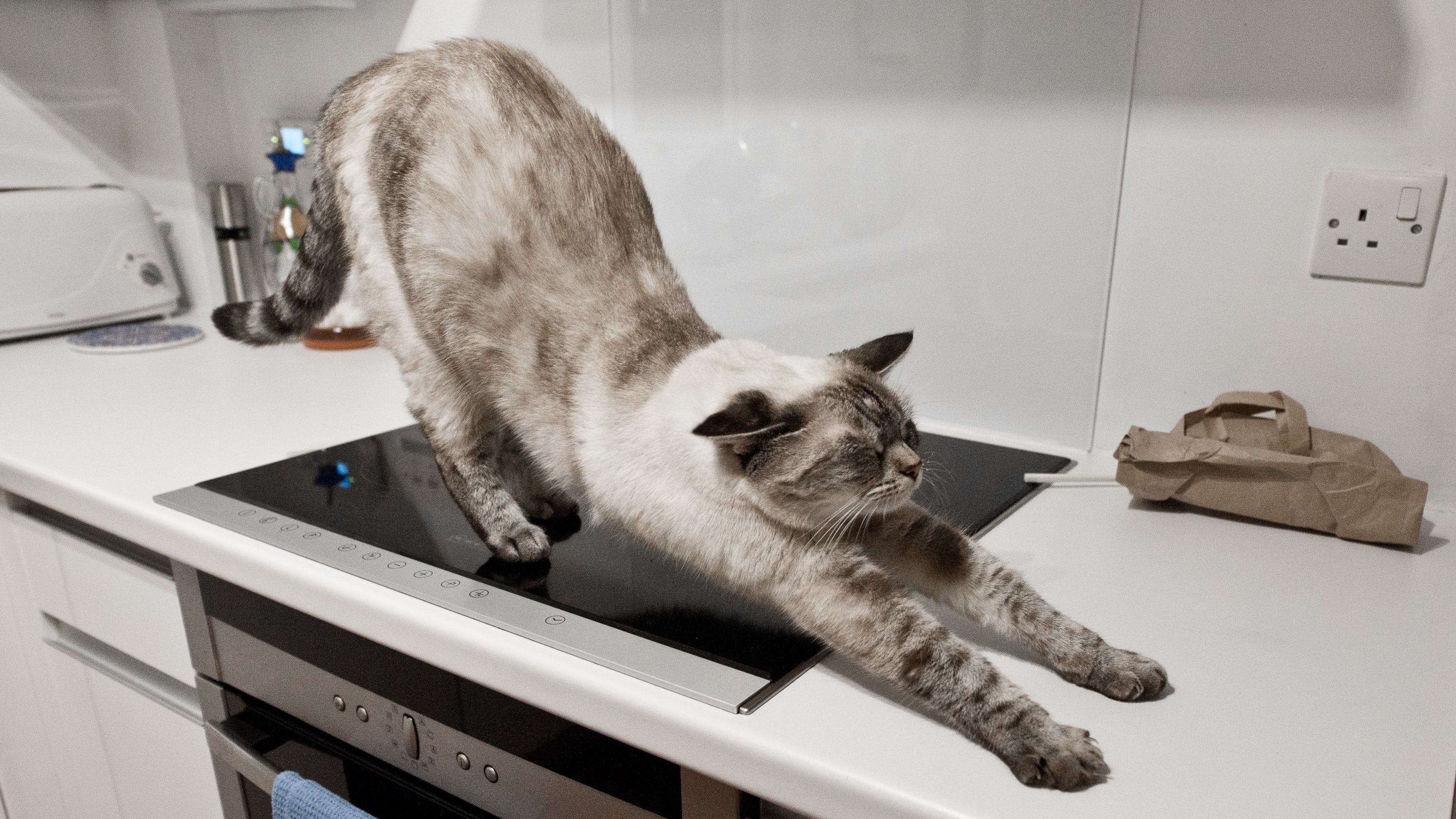 How to Keep Your Cat Off the Counter