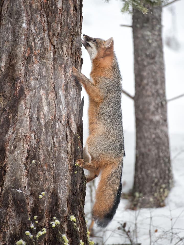 photo of a gray fox climbing a tree